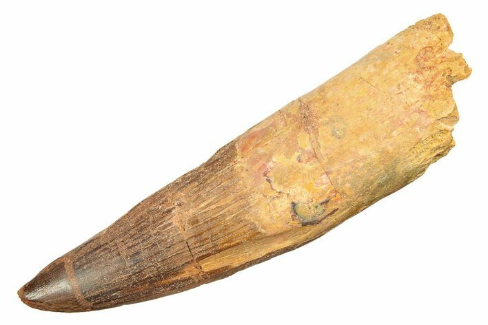 Real Spinosaurus Tooth - Huge Dinosaur Tooth #307931